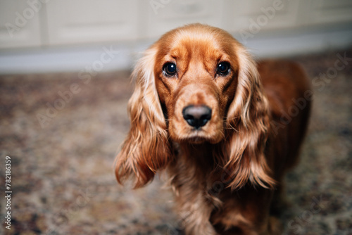 Portrait of a pet, a red dog of the English Cocker Spaniel breed. © Oleksandr Maliev