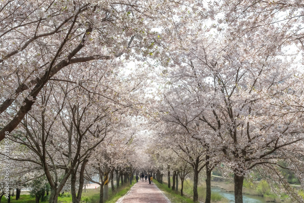 a spring scene with cherry blossoms in bloom a spring scene with cherry blossoms in bloom