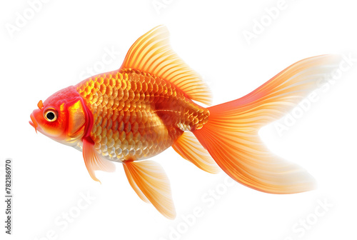 Goldfish or Carassius auratus isolated on white background photo