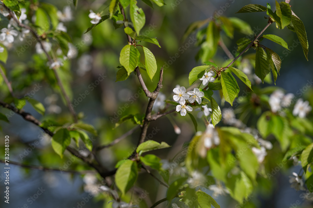 White cherry blossoms on a twig with green leaves. White cherry blossoms on a twig with green leaves.