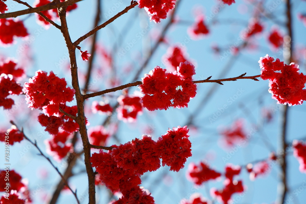 Prunus mume blossoms in the cold winter. Deep pink flowers bloom on the tree.Plum blossoms are similar to Phaya Suea Krong flowers. Pink flowers on a bright sky background.
Prunus mume blossoms in the cold winter. Deep pink flowers bloom on the tree.Plum blossoms are similar to Phaya Suea Krong flowers. Pink flowers on a bright sky background.