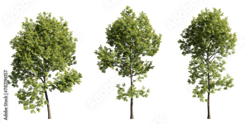 Various trees on transparent background  cutouts 3D rendering for illustration   digital composition