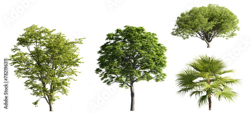 Various trees on transparent background  cutouts 3D rendering for illustration   digital composition