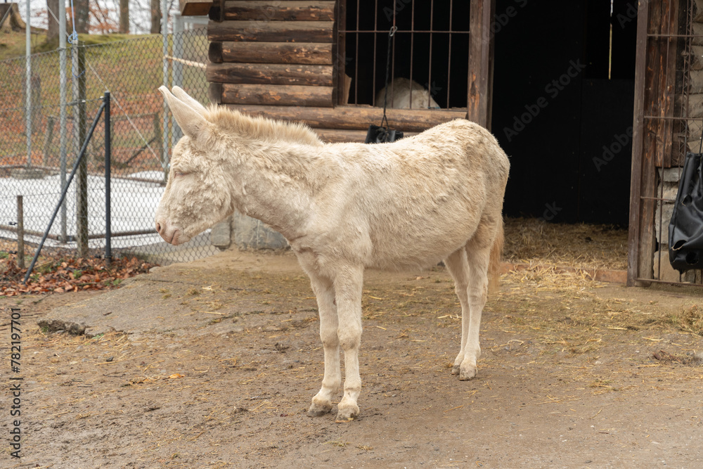 Fototapeta premium White baroque donkey in Feldkirch in Austria