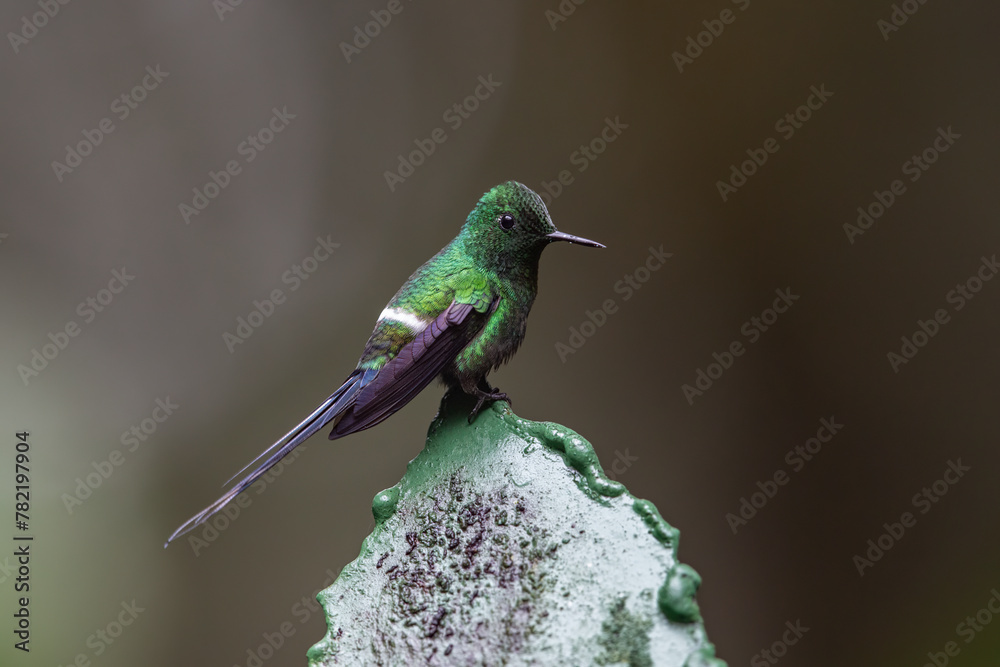 Fototapeta premium Beautiful hummingbird perched on green and white post. Attractive green thorntail hummingbird (Discosura conversii)