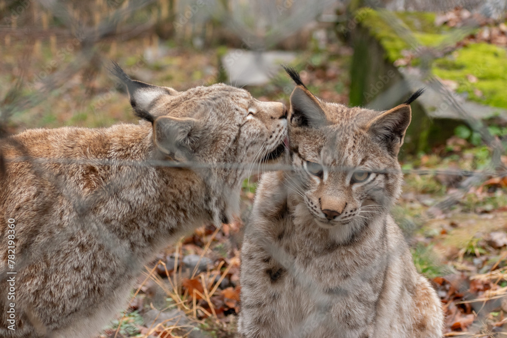 Majestic lynx in Feldkirch in Austria