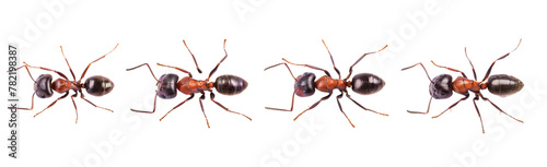 Red ants on transparent background  © Highly Creator