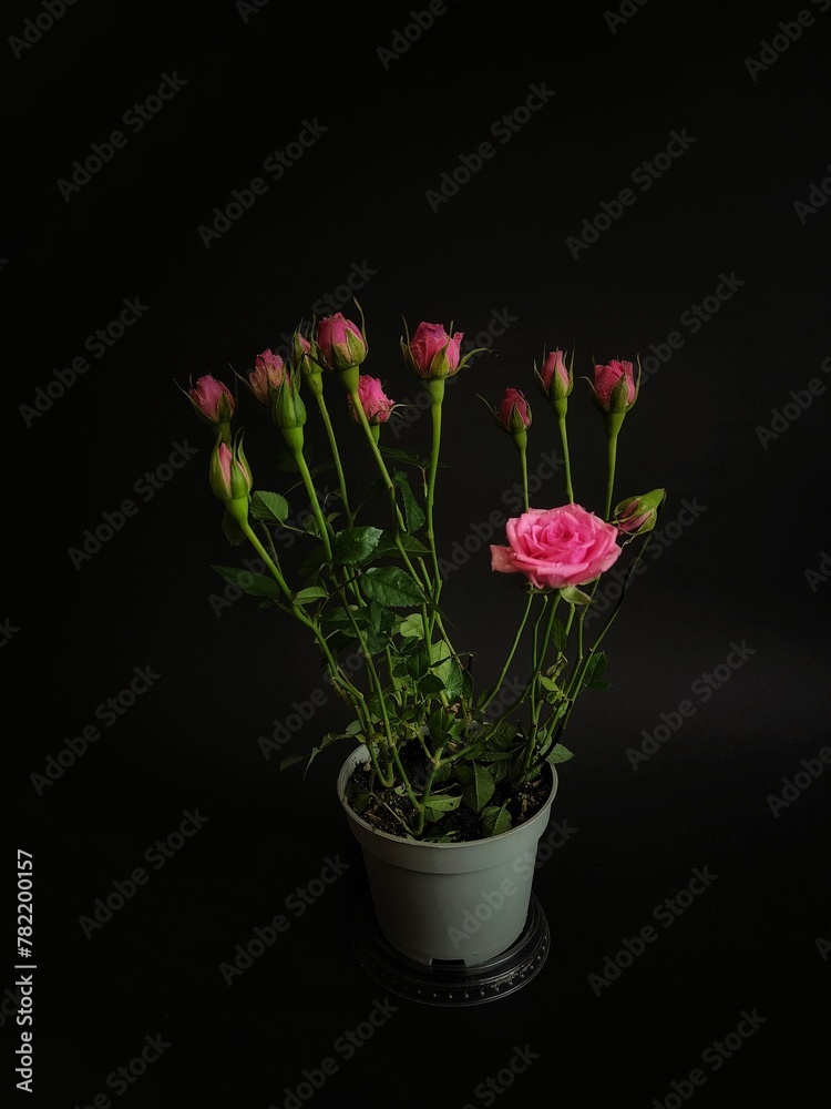 pink tulips in a vase pink tulips in a vase