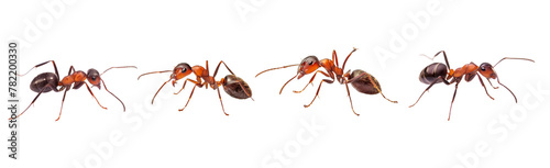 Red ants on transparent background 