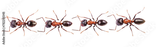 Red ants on transparent background 