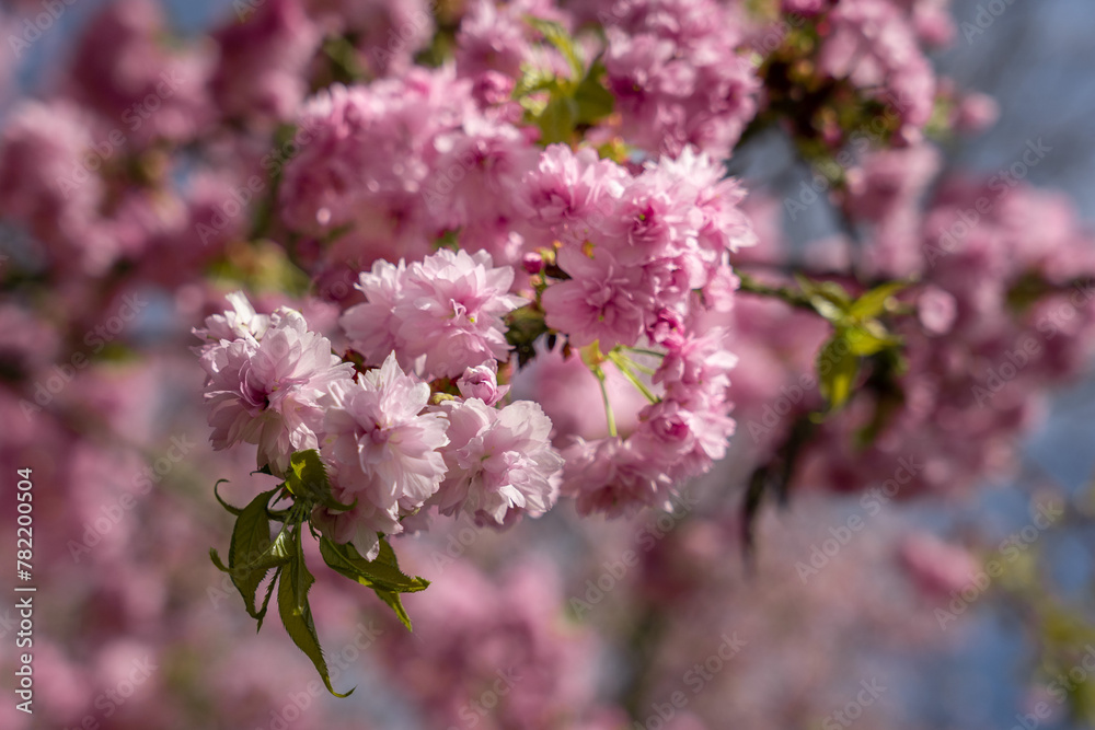 Beautiful spring flower blooming sakura Beautiful spring flower blooming sakura
