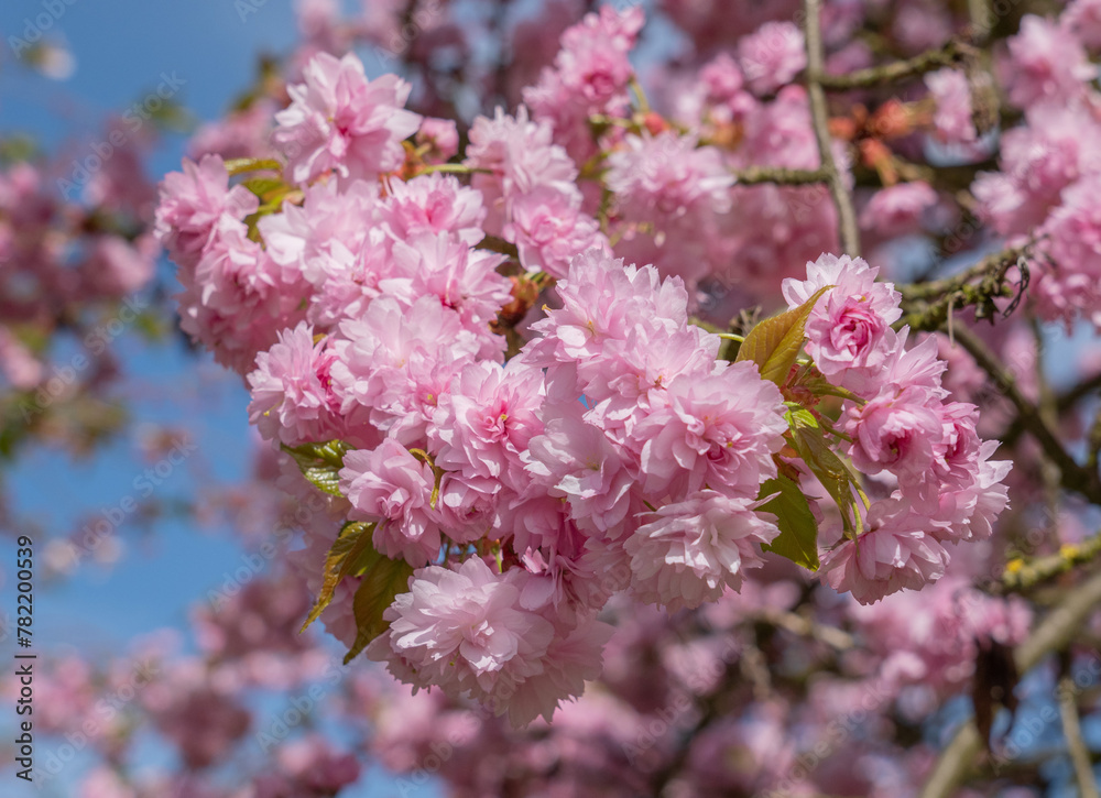Beautiful spring flower blooming sakura Beautiful spring flower blooming sakura