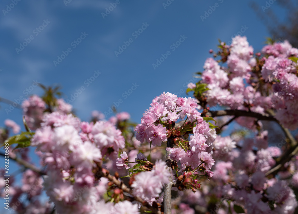 Beautiful spring flower blooming sakura