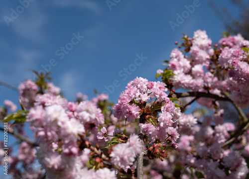 Beautiful spring flower blooming sakura © Aleksandr