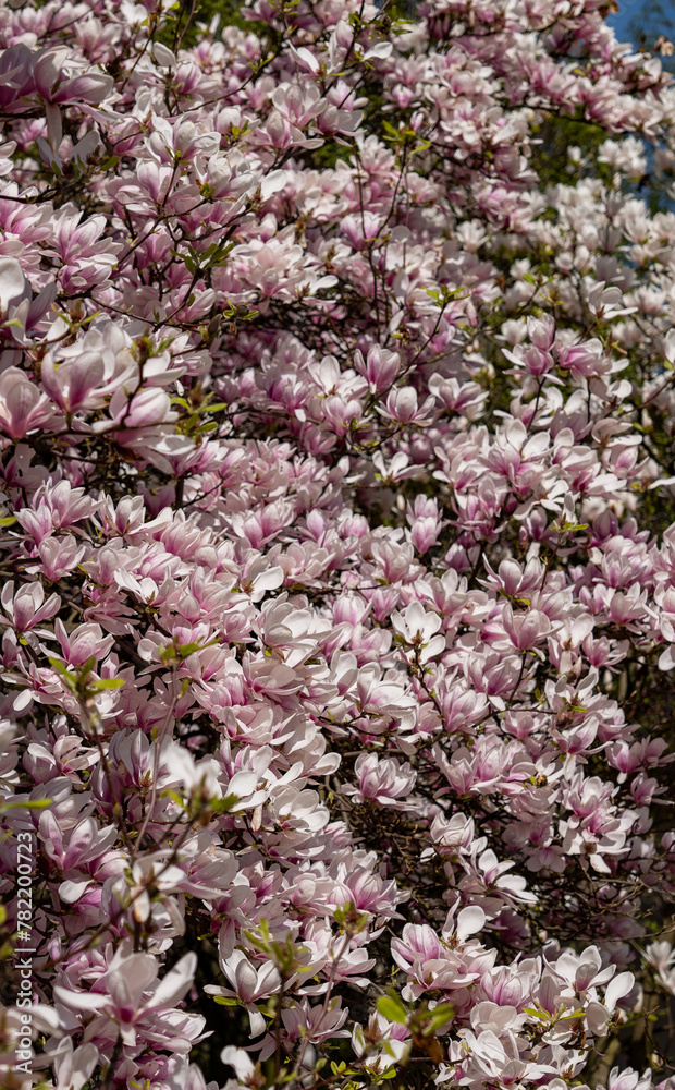 Beautiful spring flower blooming magnolia