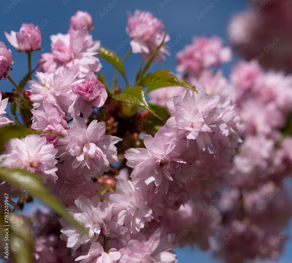 Fototapeta premium Beautiful spring flower blooming sakura