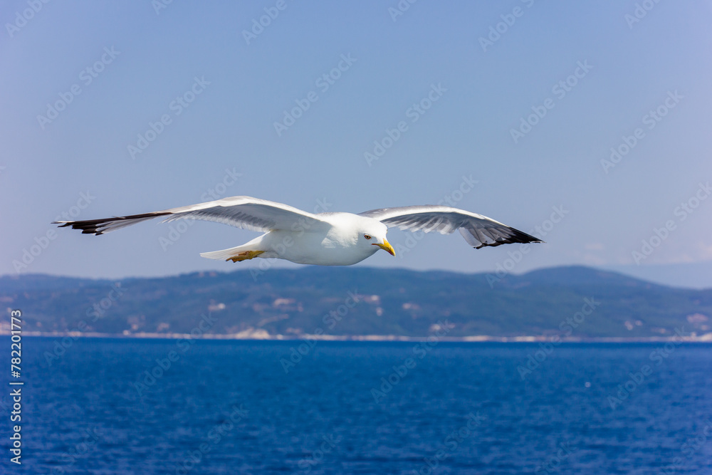 Seagull in flight. Seagull in flight against blue sea. Seagull in flight. Seagull in flight against blue sea.