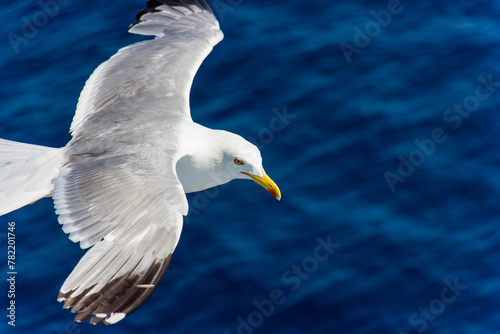 Seagull in flight. Seagull in flight against blue sea.