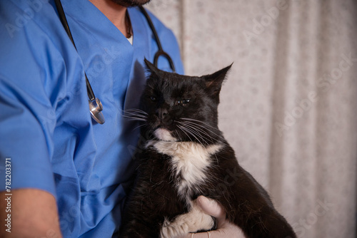 A black and white cat is being held by a vet, pet care concept