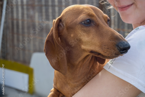 The image shows a dachshund dog in the arms of a woman on the street.