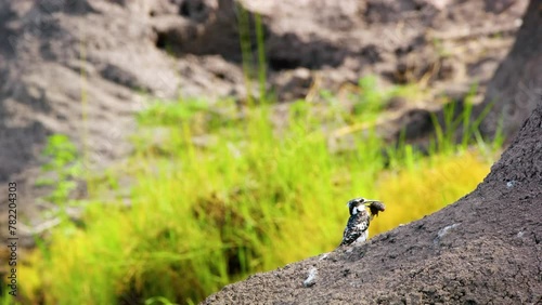Pied Kingfisher - Ceryle rudis species of water black and white kingfisher widely distributed across Africa and Asia. Hunting fish. Sitting near a tree with hunted fish in the beak. Africa photo