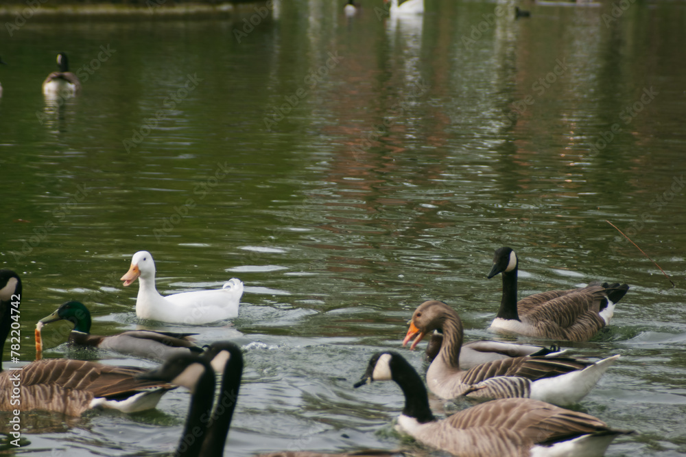 country goose swimming in lake ducks water bird family country goose swimming in lake ducks water bird family