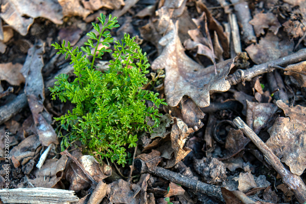 A bright green bush of spring grass against the background of brown fallen oak leaves and branches from last year. A bright green bush of spring grass against the background of brown fallen oak leaves and branches from last year.