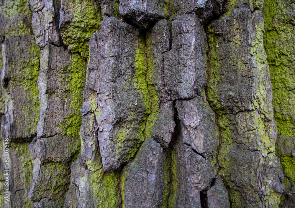 Tree bark close-up. Creases and cracks in the bark. Bark background Tree bark close-up. Creases and cracks in the bark. Bark background