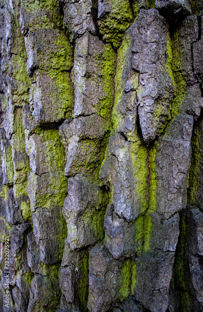 Tree bark close-up. Creases and cracks in the bark. Bark background Tree bark close-up. Creases and cracks in the bark. Bark background