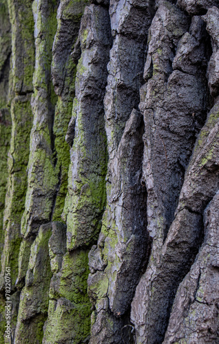 Tree bark close-up. Creases and cracks in the bark. Bark background