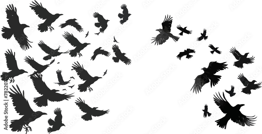 Fototapeta premium Flock of crows. Migrating flight group of wild rooks ornithology concept
