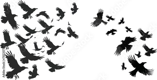 Flock of crows. Migrating flight group of wild rooks ornithology concept photo