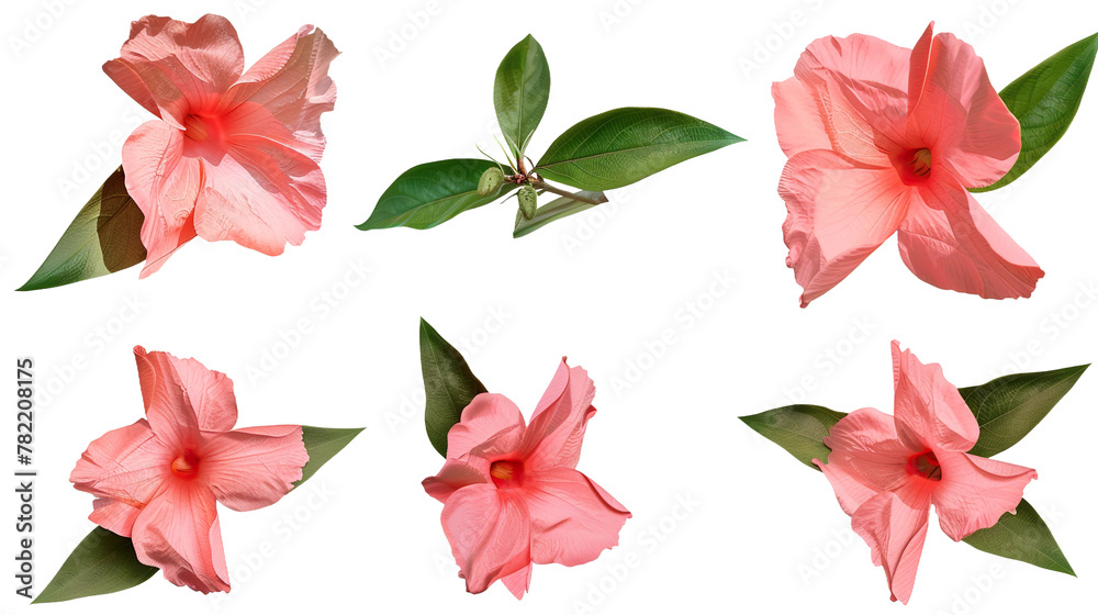 Mandevilla flower digital art in vibrant pink bloom, isolated on transparent background. Top view botanical illustration for summer garden designs.