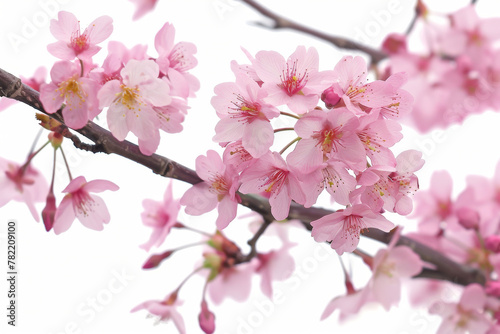 Vibrant Cherry Blossoms in Full Bloom