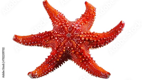 Close-up shot of a starfish on a white background. Perfect for marine-themed designs