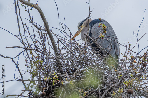 Great blue heron nesting in tree high above ground