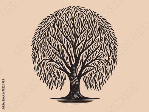 Willow tree. Old vintage engraving illustration. Hand drawn outline graphic. Logo, emblem, icon. Isolated object, cut out. black and white	