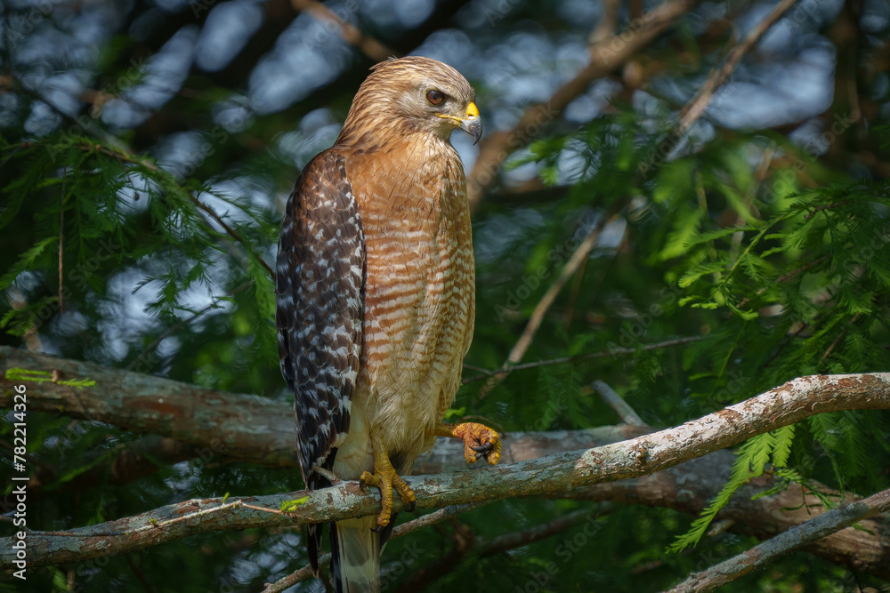 Red- shouldered Hawk perched in a Cypress Tree Red- shouldered Hawk perched in a Cypress Tree
