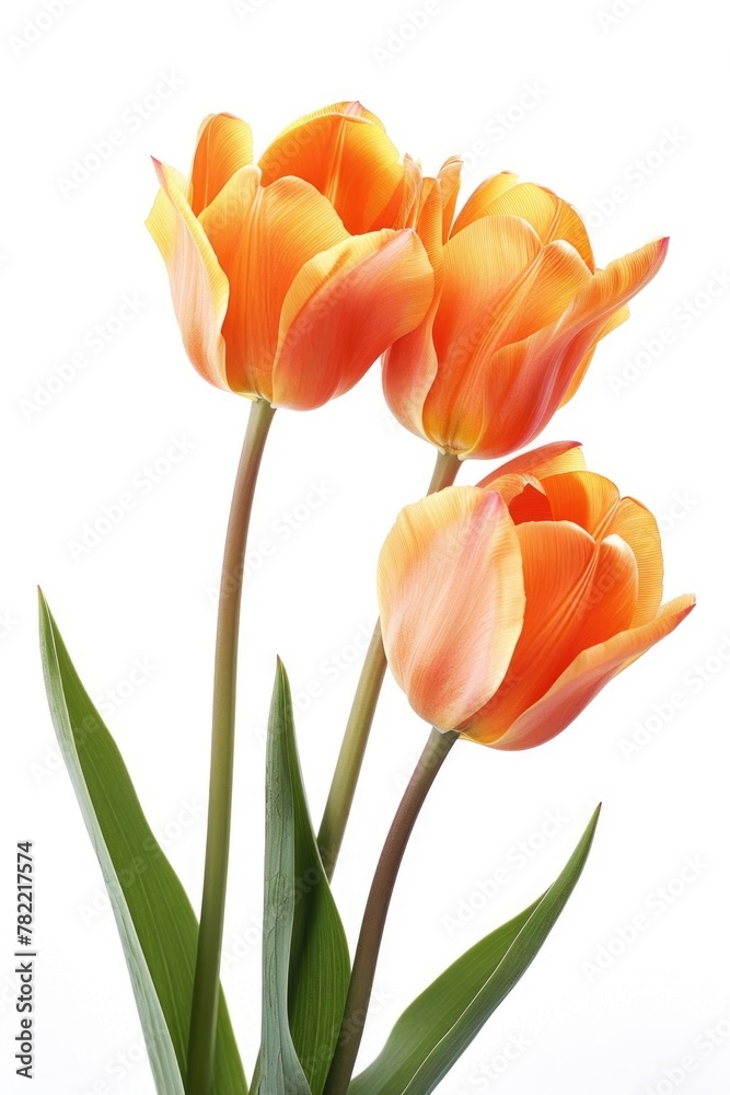 Three vibrant orange tulips in a simple vase, perfect for adding a pop of color to any space Three vibrant orange tulips in a simple vase, perfect for adding a pop of color to any space