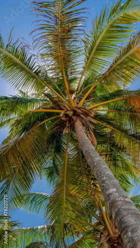 Paradise beach of the Caribbean Sea  under a coconut palm tree.