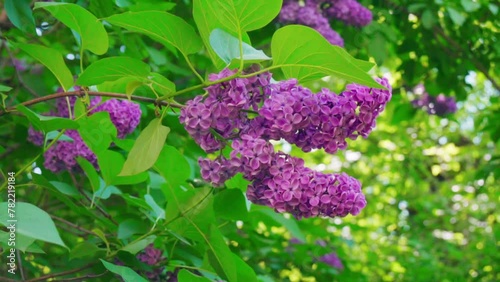 Beautiful violet Lilac flowers close-up. Nature blooming plants.