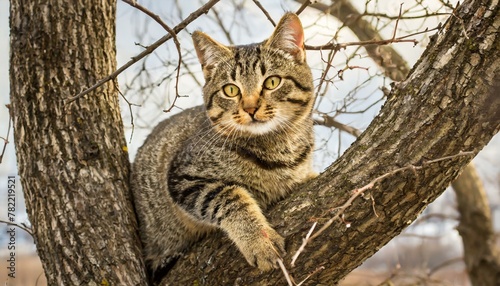 Stranded Feline: Tabby Cat in Tree on Chilly Spring Afternoon