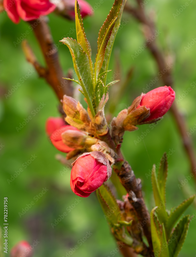 Beautiful flowers of blooming peach close up macro Beautiful flowers of blooming peach close up macro