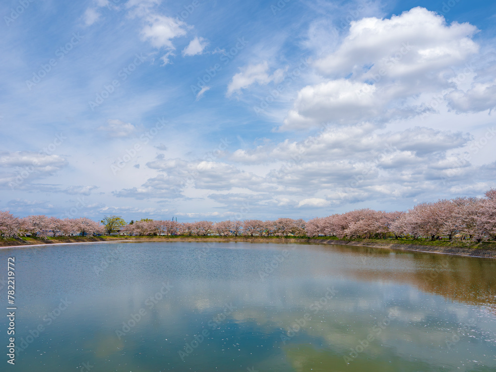 春爛漫の池