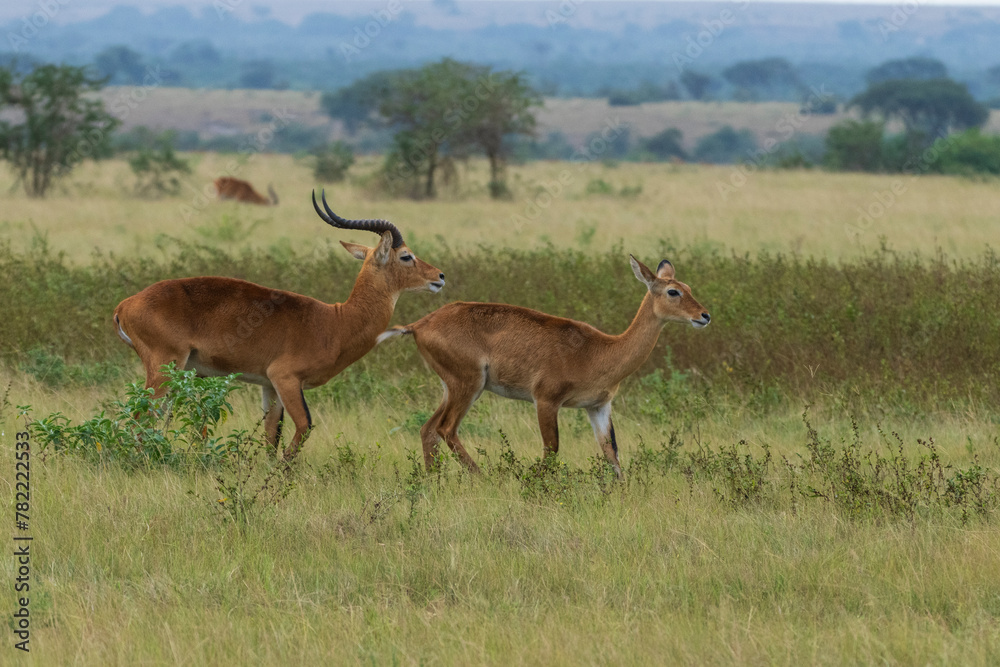 Ugandan kob in Queen Elisabeth national park Ugandan kob in Queen Elisabeth national park