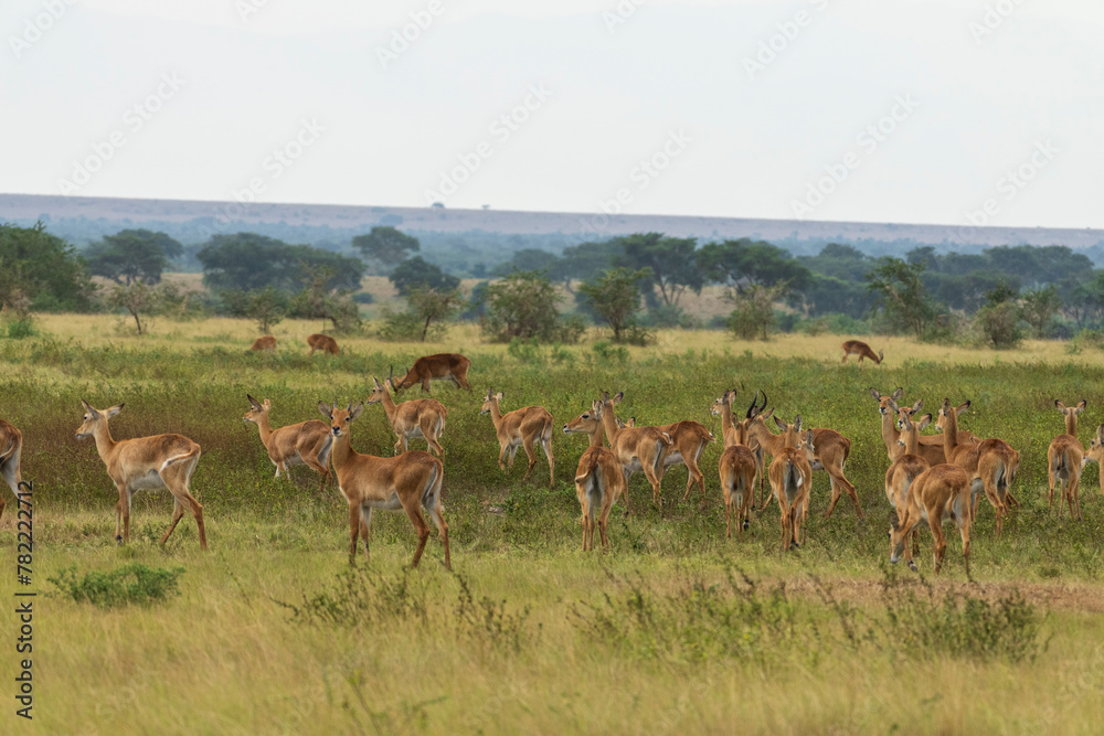 Ugandan kob in Queen Elisabeth national park Ugandan kob in Queen Elisabeth national park