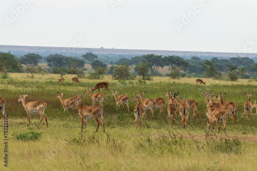 Ugandan kob in Queen Elisabeth national park