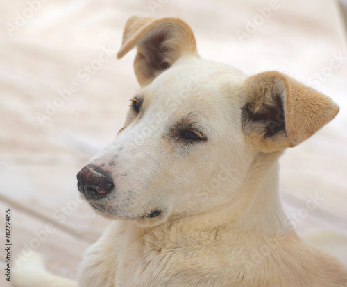 Portret dużego białego psa Midoun Tunezja