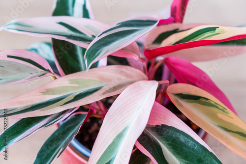 Variegated stromanta tricolor with a unique pattern of exquisite leaves.Top view, close up. Indoor plants in pots, green home decor, care and cultivation. Selective foces