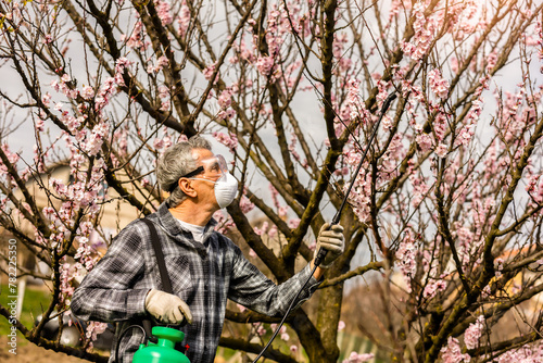 Spraying Fruit Tree with Organic Pesticide or Insecticide in Spring. 